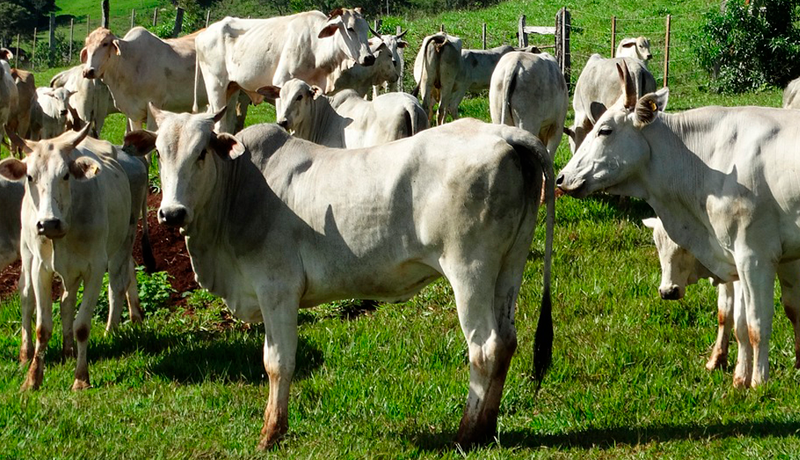 Raças de gado de corte Saiba quais predominam no Brasil